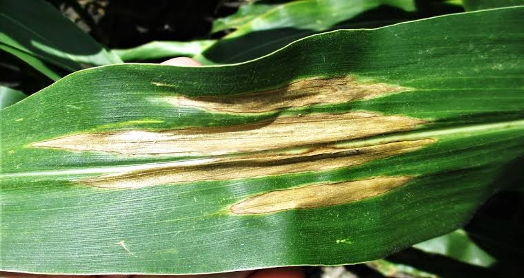 Northern Leaf Blight (Turcicum Leaf Blight) on Maize