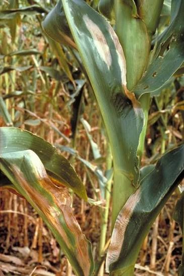 Northern Leaf Blight (Turcicum Leaf Blight) on Maize
