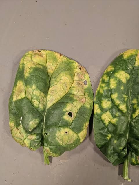 Downy Mildew (Blue Mold) on Spinach