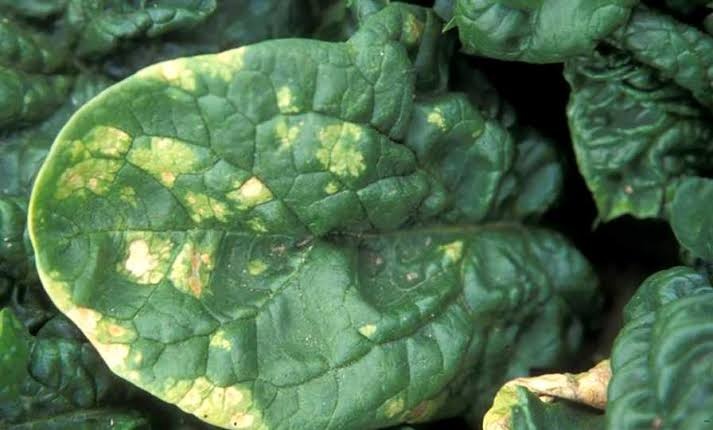 Downy Mildew (Blue Mold) on Spinach