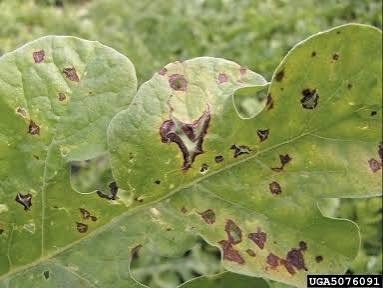 Anthracnose on Spinach