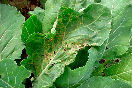 Bacterial Leaf Spot on Spinach