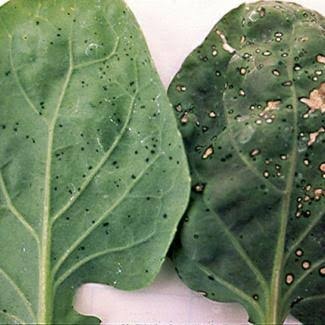 Bacterial Leaf Spot on Spinach