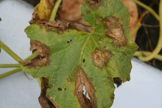 Gummy Stem Blight (Black Rot) on Cucumber