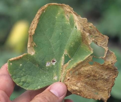 Gummy Stem Blight (Black Rot) on Cucumber