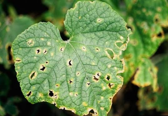 Anthracnose on Cucumber