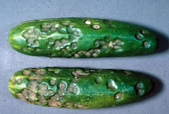 Anthracnose on Cucumber