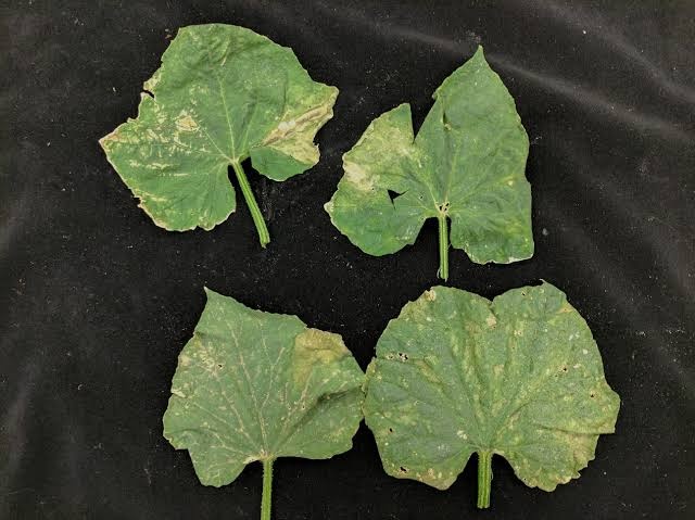 Bacterial Wilt on Cucumber