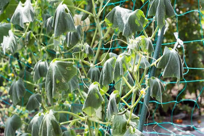 Bacterial Wilt on Cucumber