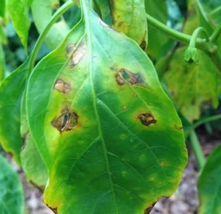 Bacterial Spot on Chili pepper