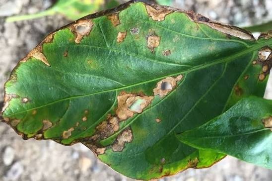 Bacterial Spot on Chili pepper