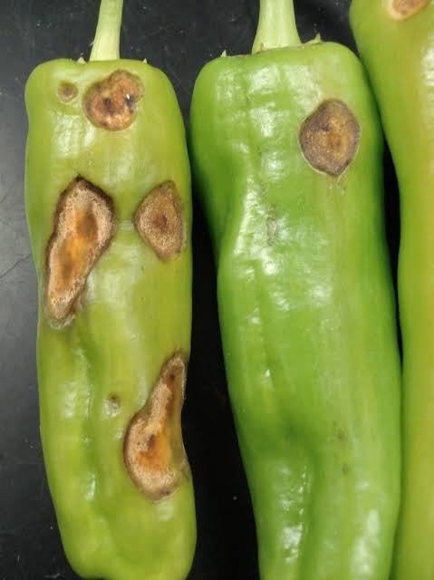 Bacterial Spot on Chili pepper