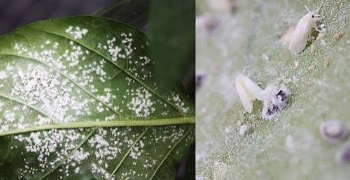 Whitefly on Chili pepper
