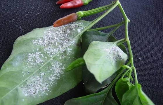 Whitefly on Chili pepper