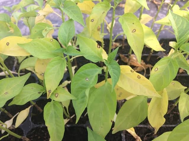 Yellowing Leaves (Chlorosis) on Chili pepper