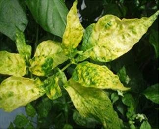 Yellowing Leaves (Chlorosis) on Chili pepper