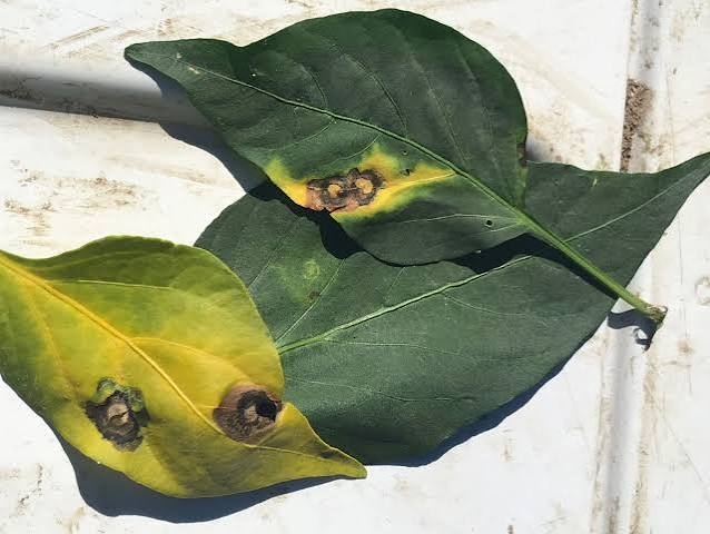 Cercospora (Frogeye) Leaf Spot on Chili pepper