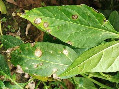 Cercospora (Frogeye) Leaf Spot on Chili pepper