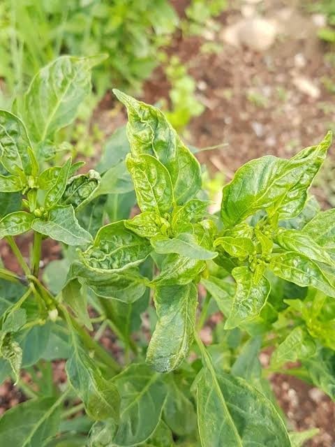 Pepper Leaf Curl (Begomovirus) on Chili pepper