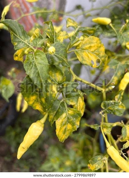 Pepper Leaf Curl (Begomovirus) on Chili pepper