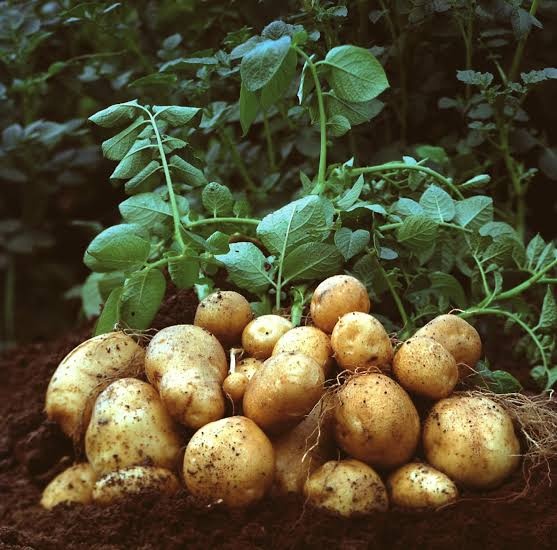 Healthy Potato on Potato