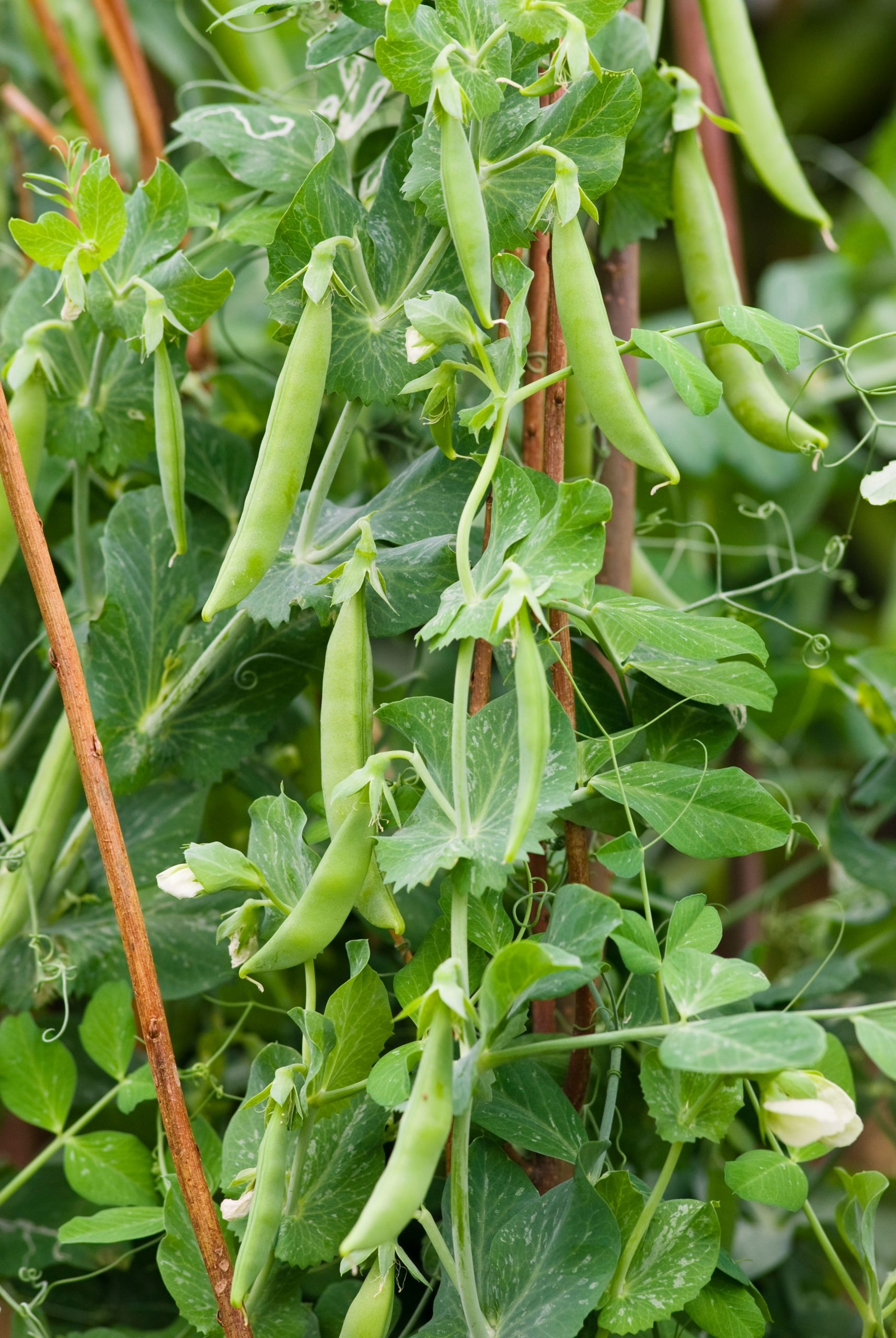Healthy Pea on Pea