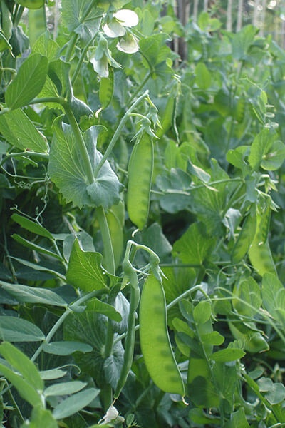 Healthy Pea on Pea