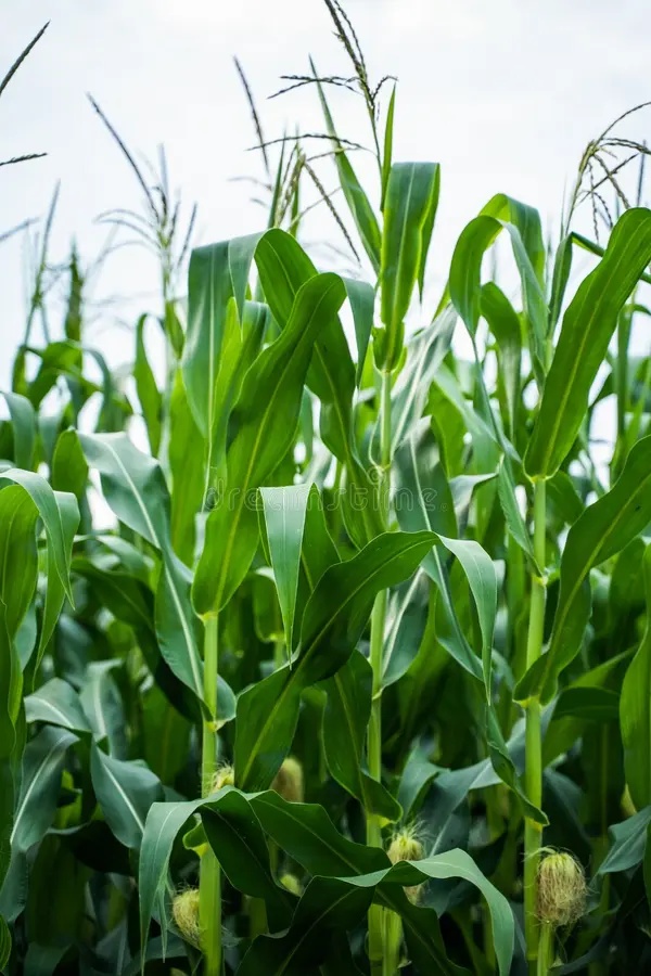 Healthy Maize on Maize