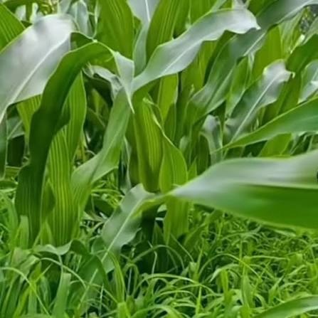 Healthy Maize on Maize