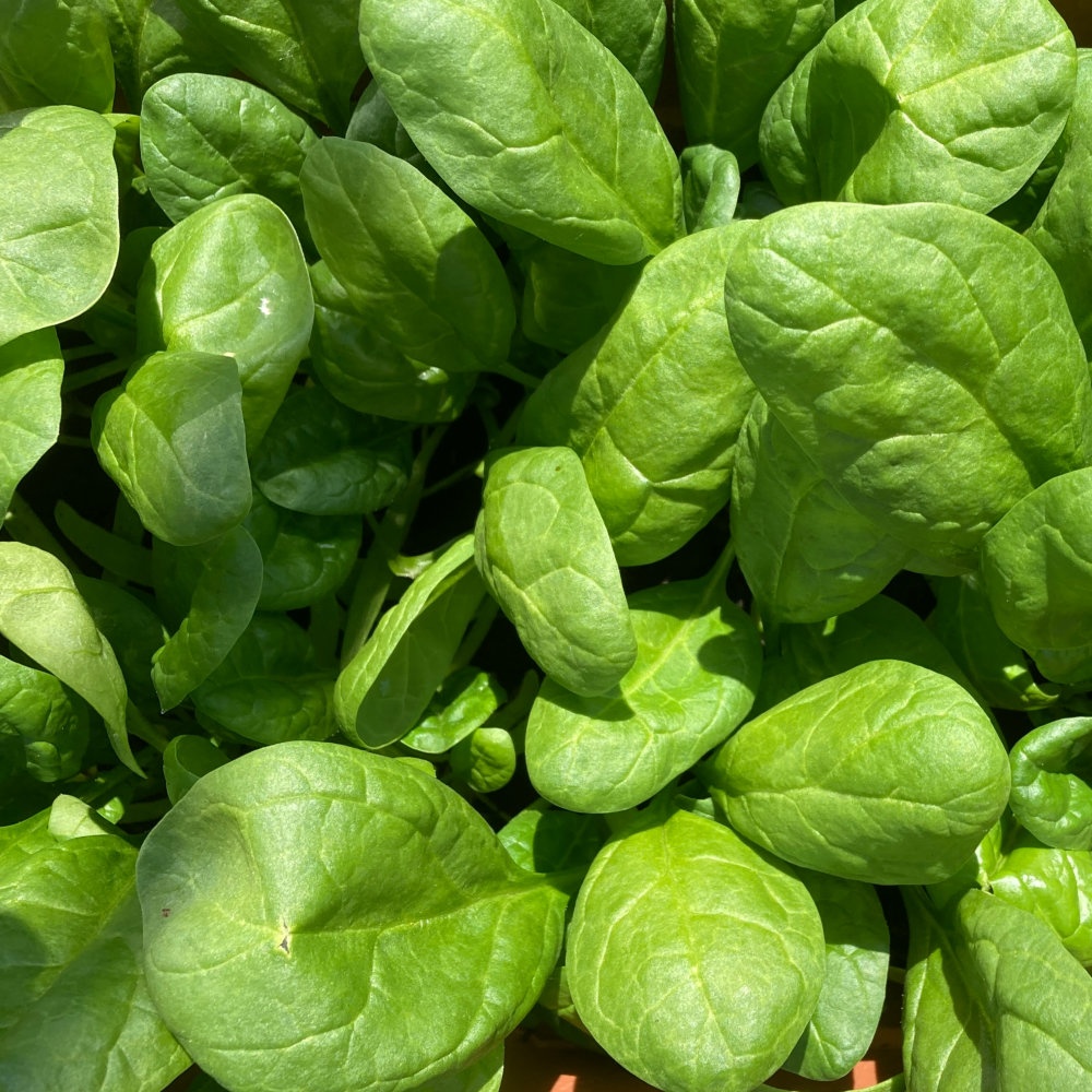 Healthy Spinach on Spinach