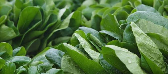 Healthy Spinach on Spinach