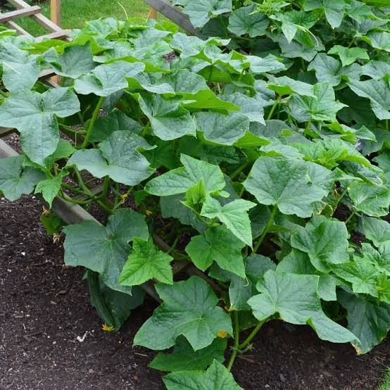 Healthy Cucumber on Cucumber