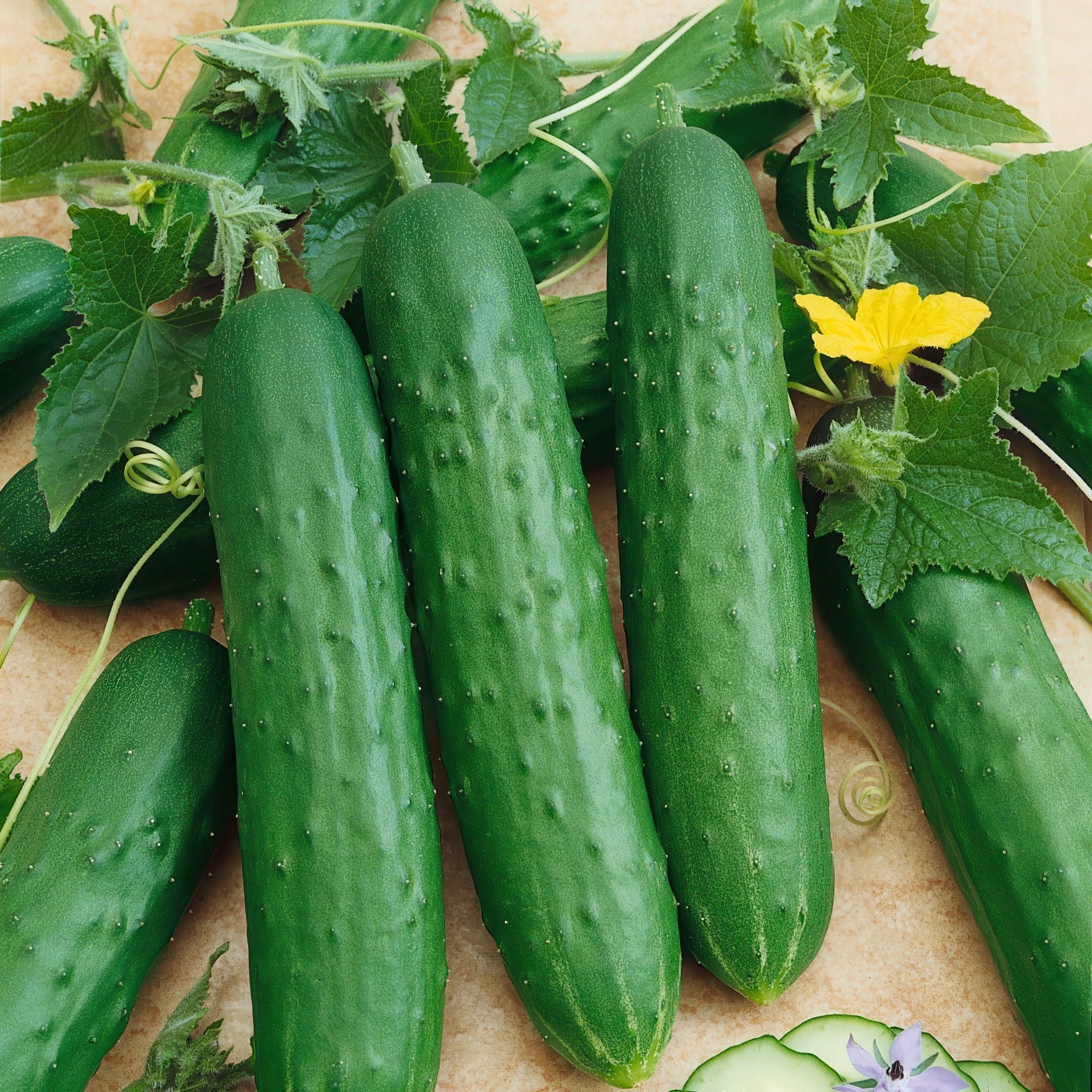 Healthy Cucumber on Cucumber