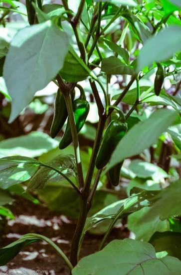 Healthy Pepper on Chili pepper
