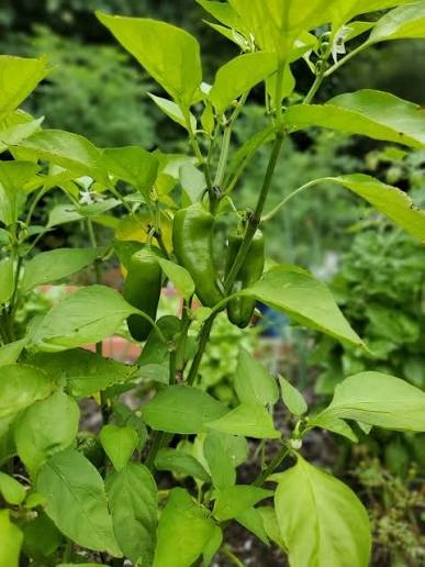Healthy Pepper on Chili pepper