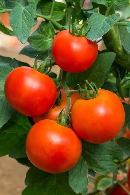 Healthy Tomato on Tomato